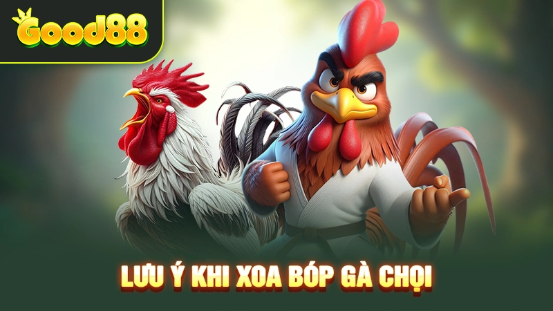Điểm cần chú ý khi dùng các bài thuốc xoa bóp cho gà chọi