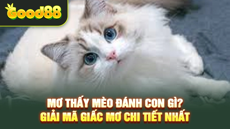 Mơ thấy mèo đánh con gì? Giải mã giấc mơ chi tiết nhất