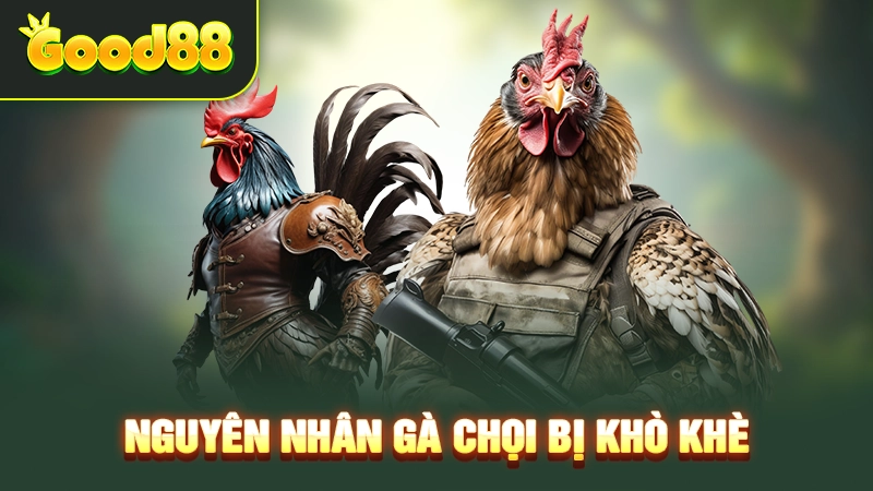 Nguyên nhân gà chọi bị khò khè 