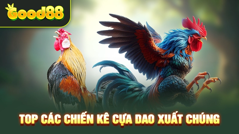 Top các chiến kê cựa dao xuất chúng